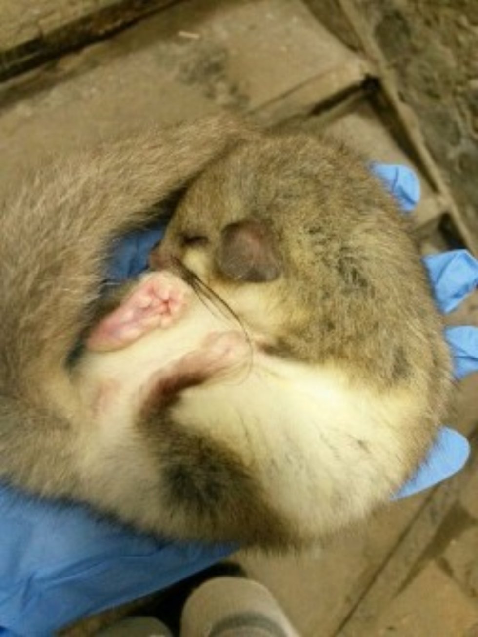 The second Joint seminar on Dormice genome project was organized by 'Extreme Biology' Lab. The second Joint seminar on Dormice genome project was organized by 'Extreme Biology' Lab.