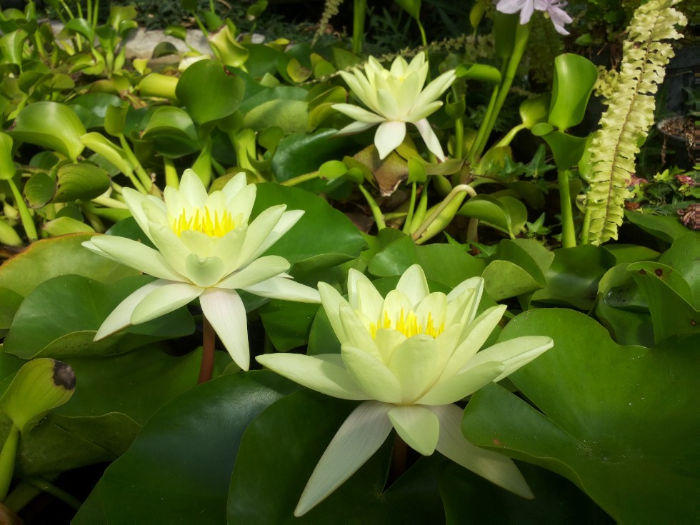 ���������� ��������