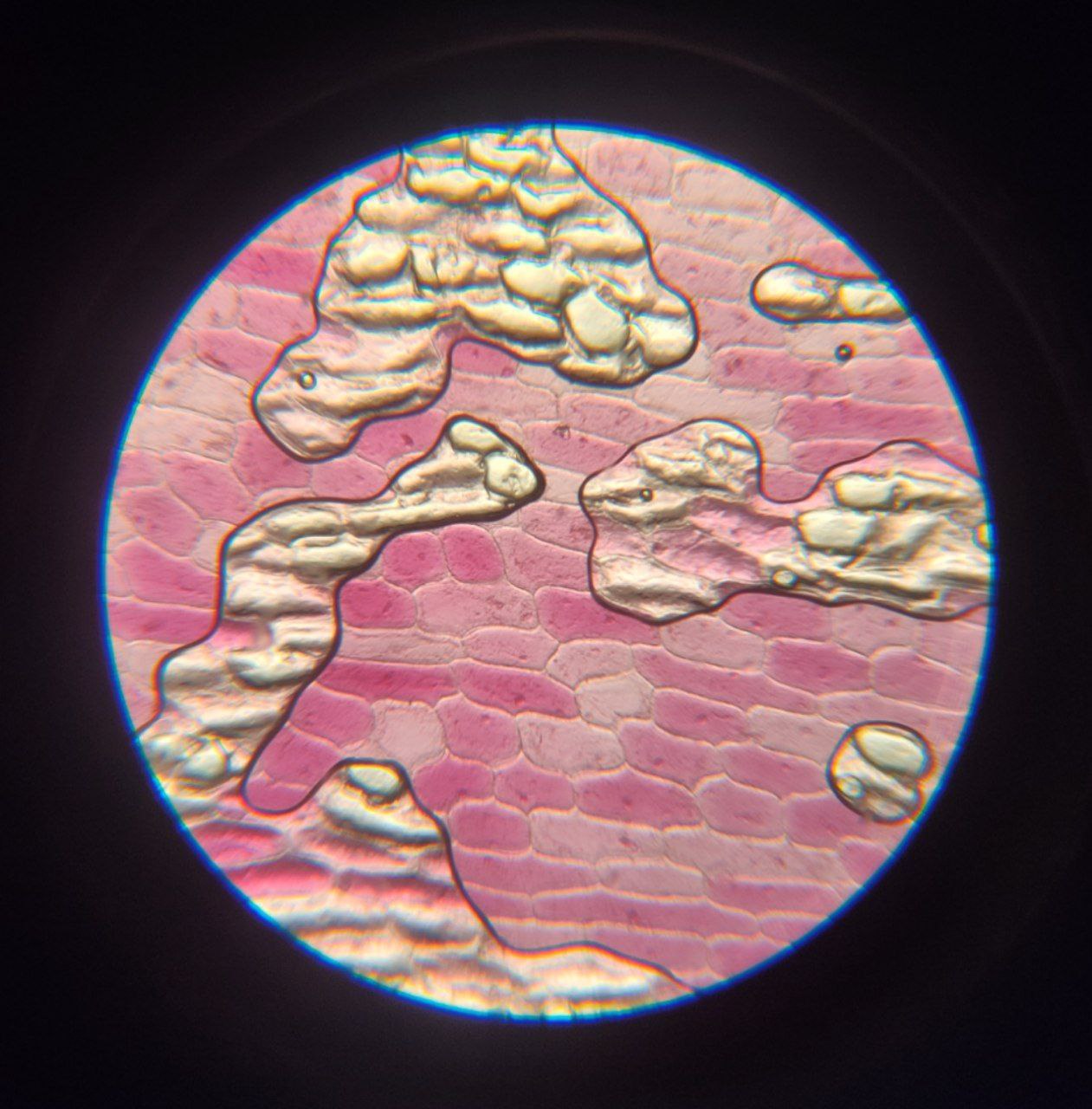 ���� ����� � ����� ����� �.�. ������������ ���