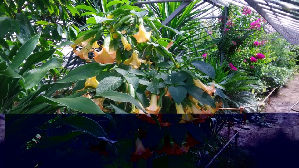 Экскурсии в ботаническом саду Экскурсии в ботаническом саду