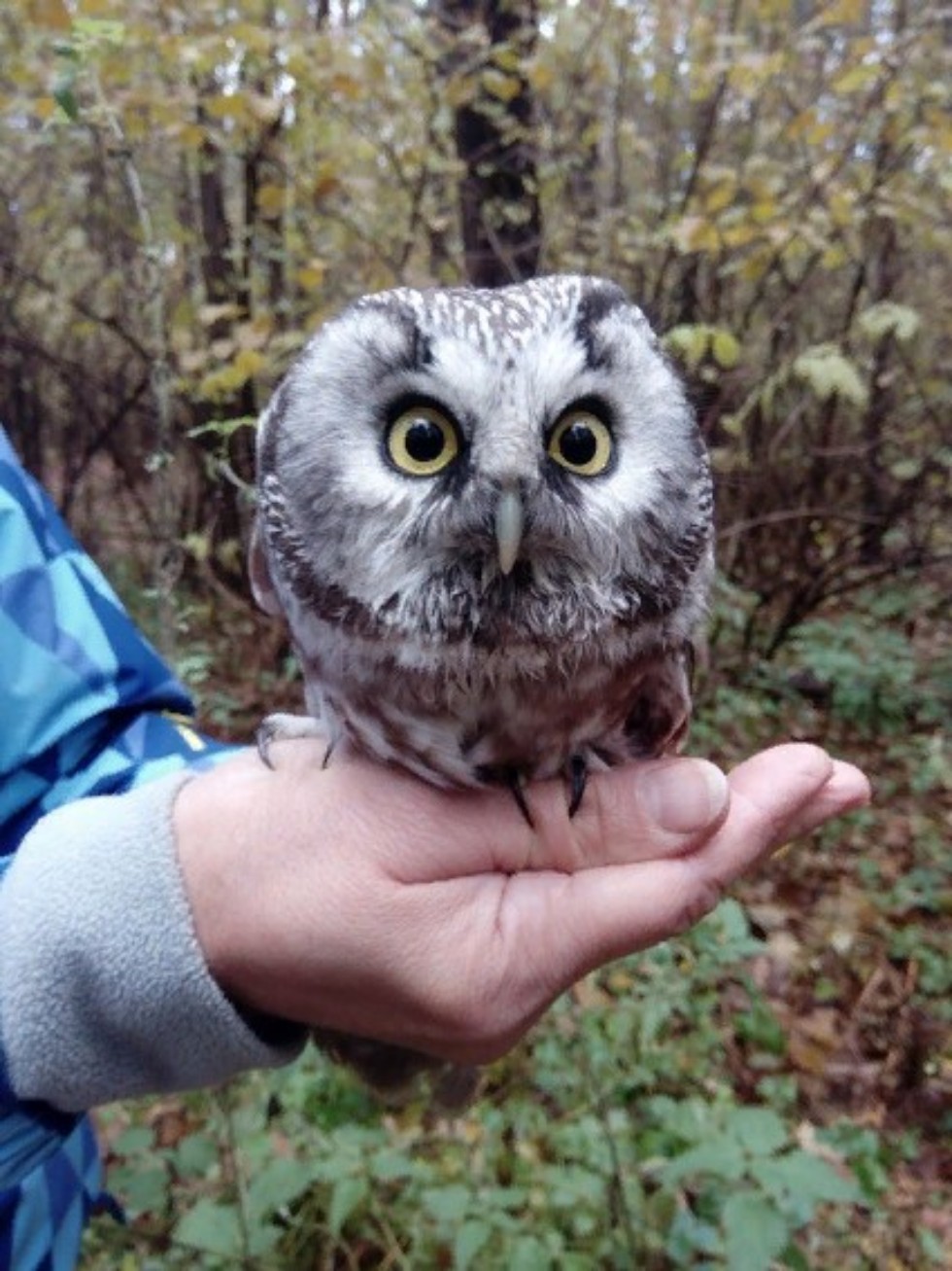 Спасение сычика Спасение сычика