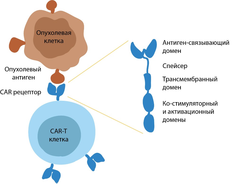 Studies of immune response to tumors at Kazan University supported by external funding ,CAR-T, immunity, cancer, IFMB