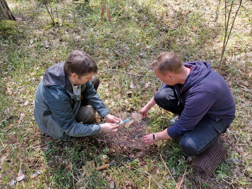 Продолжаются работы по оценке запасов углерода в сосновых лесах РТ Продолжаются работы по оценке запасов углерода в сосновых лесах РТ