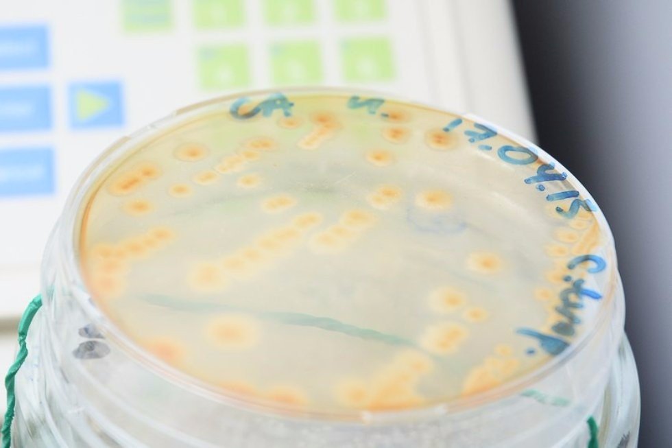 KFU Researchers Find New Strain of Yeast to Be Helpful In Toxic Waste Removal ,Irina Khilyas, Yarrowia lipolytica, microbiology, Giessen University