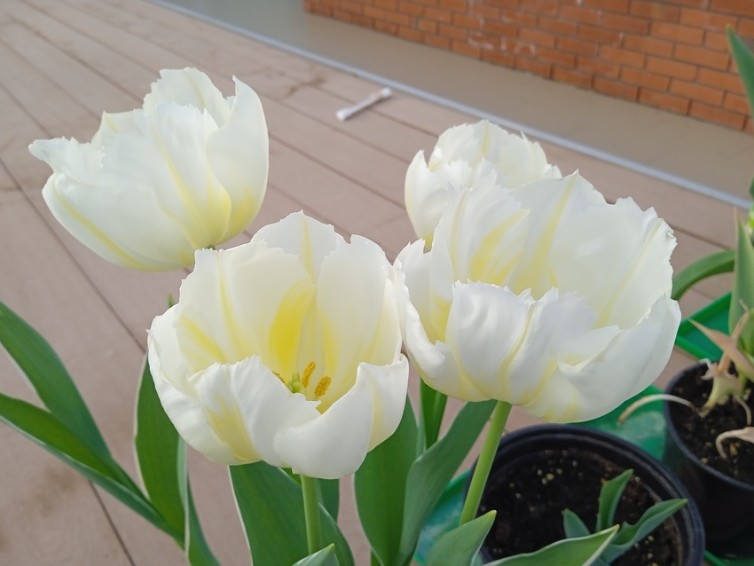 ������������ ����������� � '���������������' ����� ����������