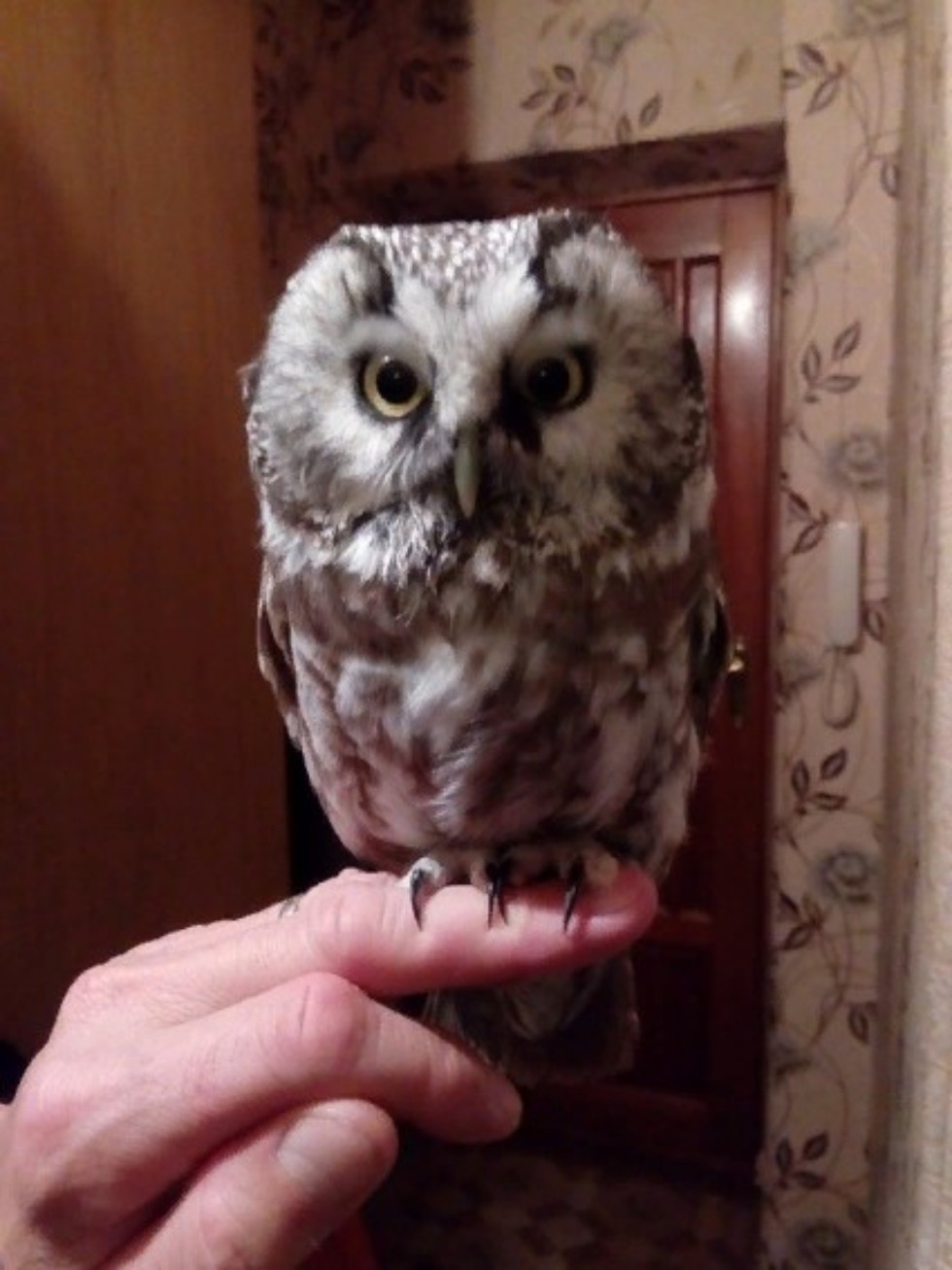 Спасение сычика Спасение сычика