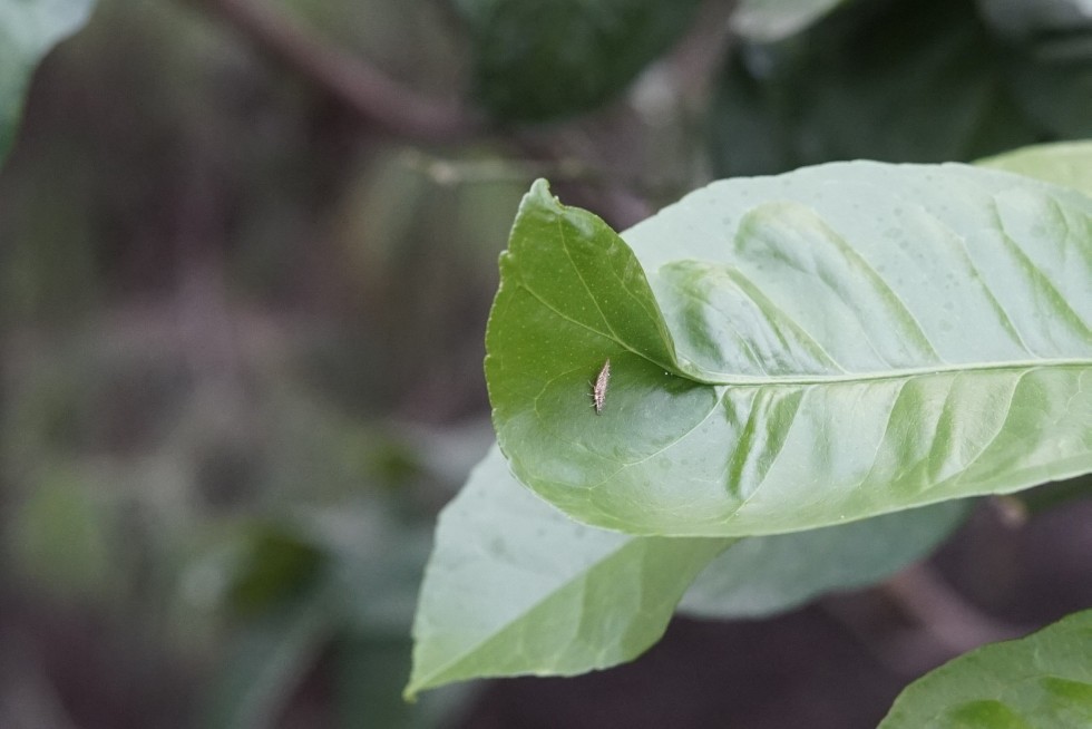 Lacewing to help eliminate mealybug in University's Botanical Garden ,Botanical Garden, pest, mealybug, lacewing
