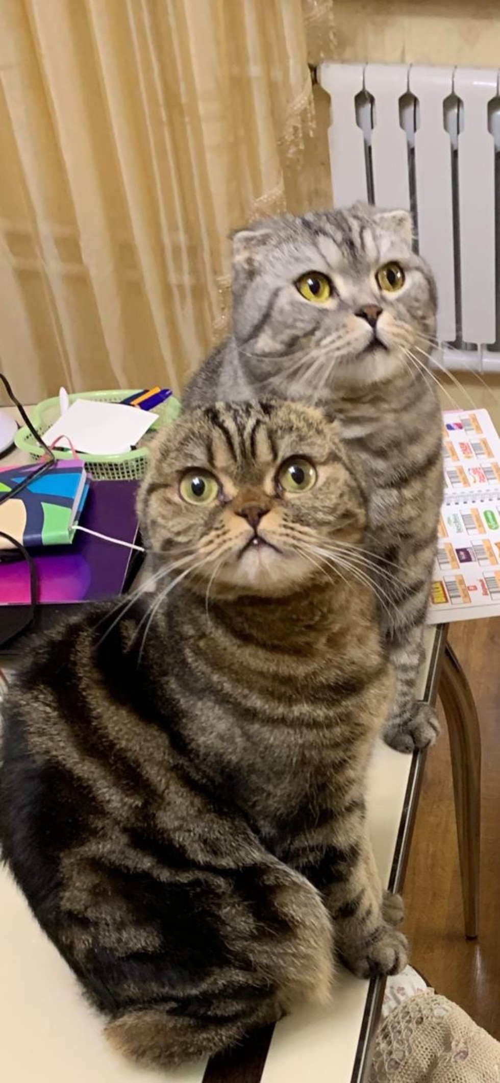 ���� ���������: '����� ? ��� �����, ������� ������� ������'