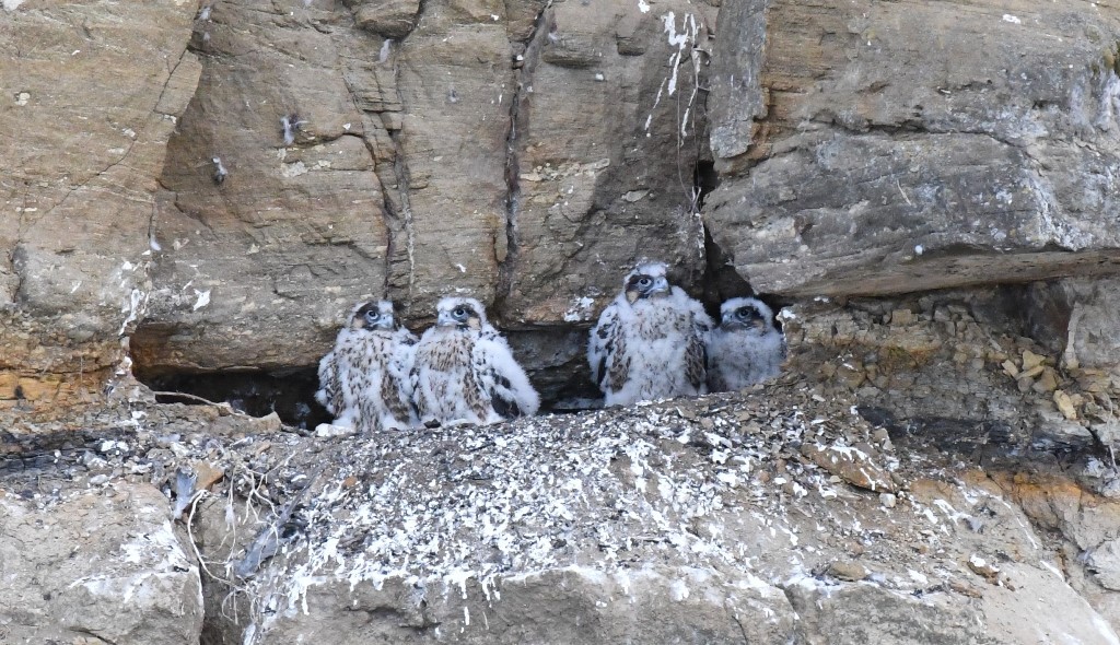 � ������� ������ ���� ��� ��������� ������ ������������������ ����� '��������' ������� ���������� ����������� ������, ��������� � ������� ����� ���������� ��������� � ���������� ��������� ����� ����, ����� ��� �����-��������� � ������.