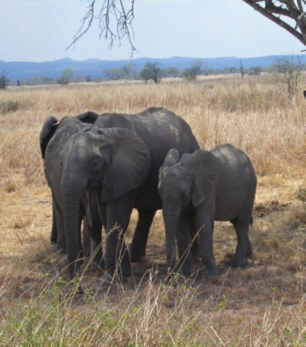 Karibu Tanzania, or What Can Students of Kiswahili Look Forward to?