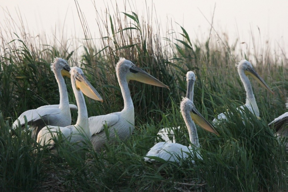 ��������� ����������� ��������� ��� �������� �� ���������� � ��������