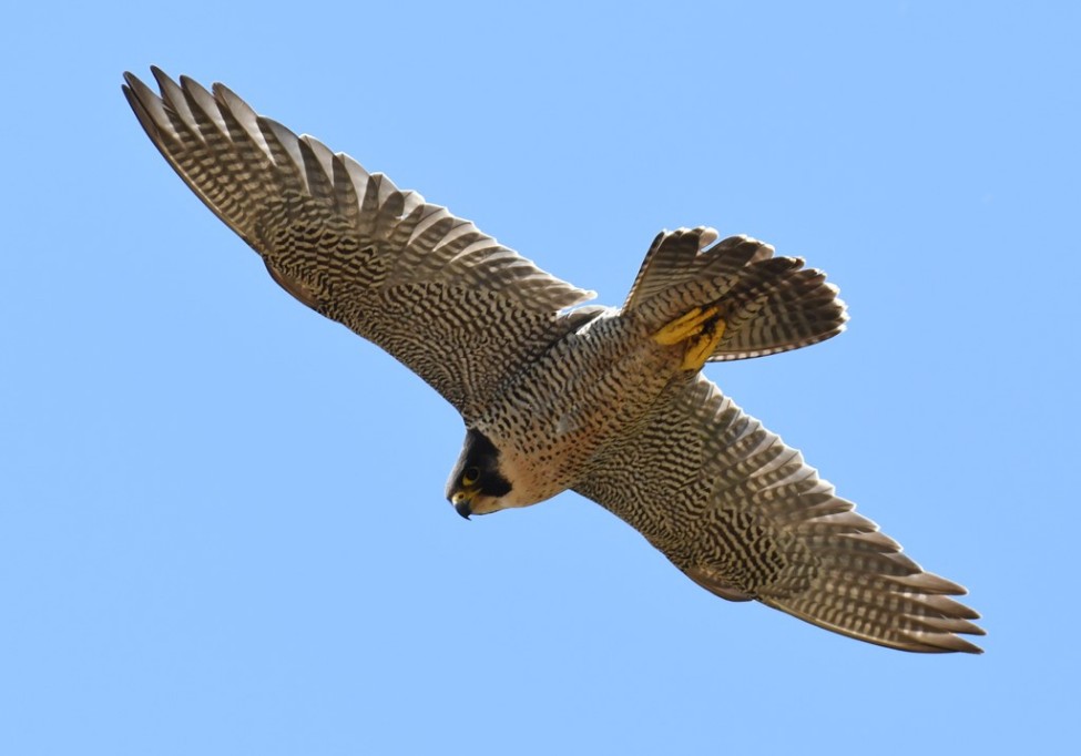 � ������� ������ ���� ��� ��������� ������ ������������������ ����� '��������' ������� ���������� ����������� ������, ��������� � ������� ����� ���������� ��������� � ���������� ��������� ����� ����, ����� ��� �����-��������� � ������.