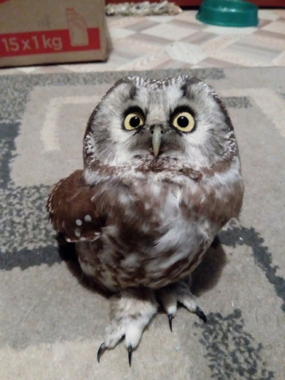 Спасение сычика Спасение сычика