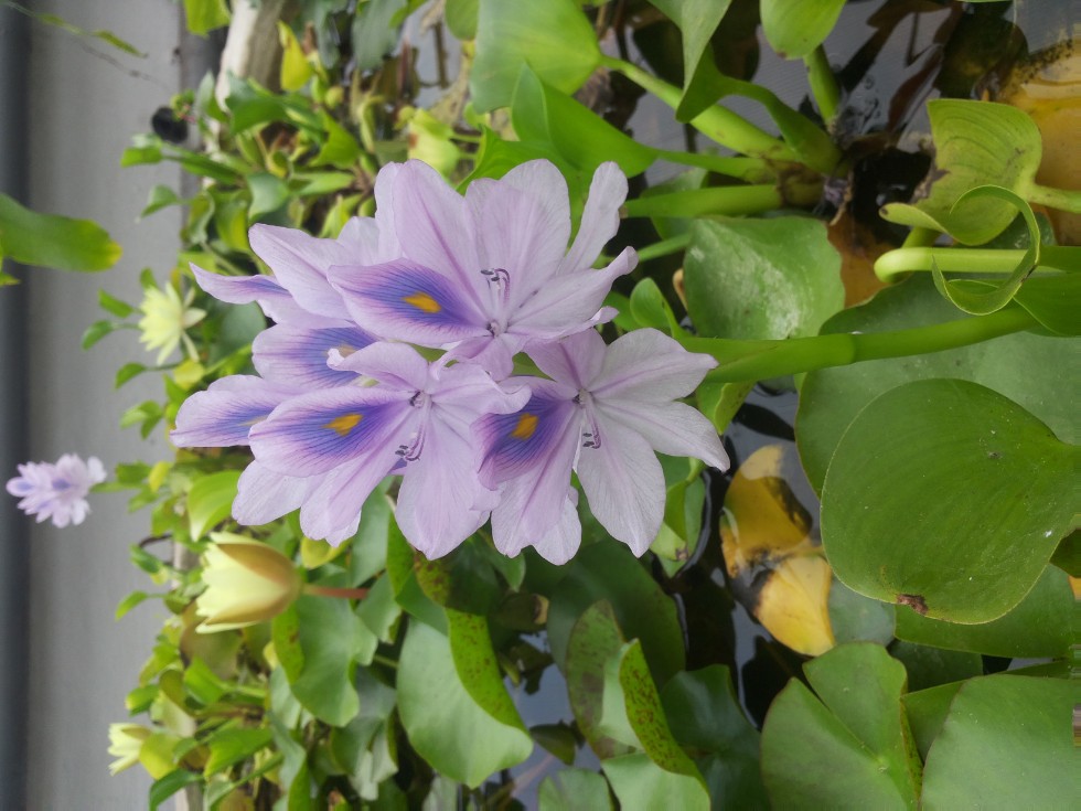 ���������� ��������