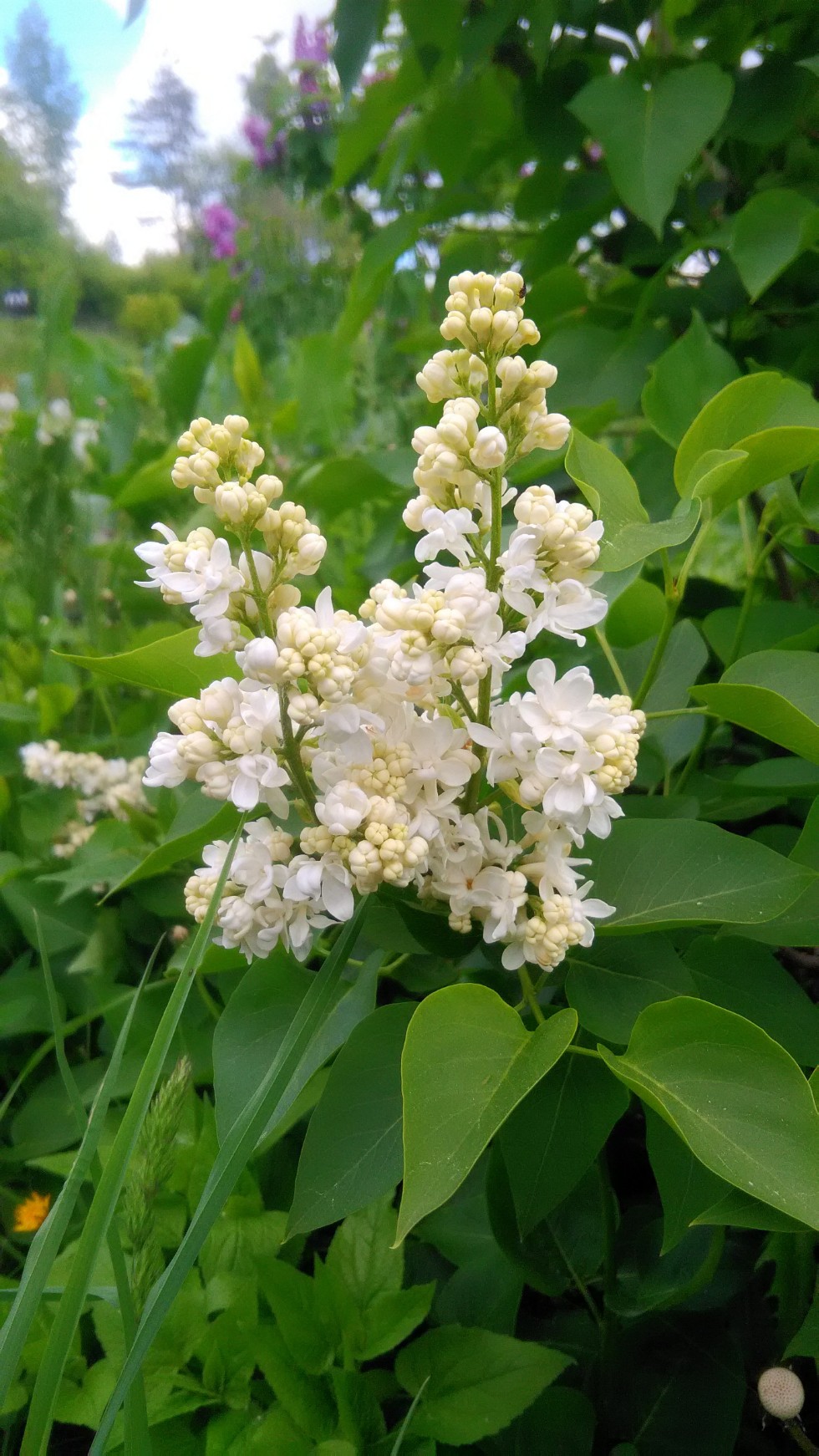 ���������� ��������