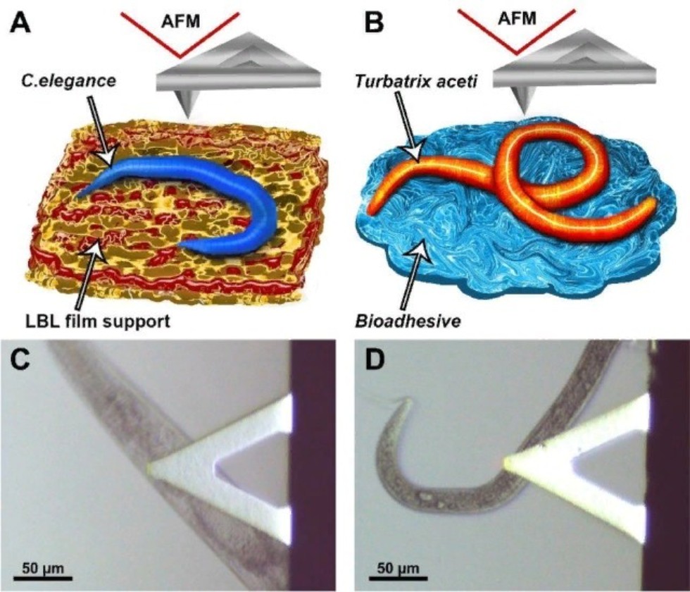 New article ,Atomic force microscopy, Caenorhabditis elegans, Turbatrix aceti, cuticle