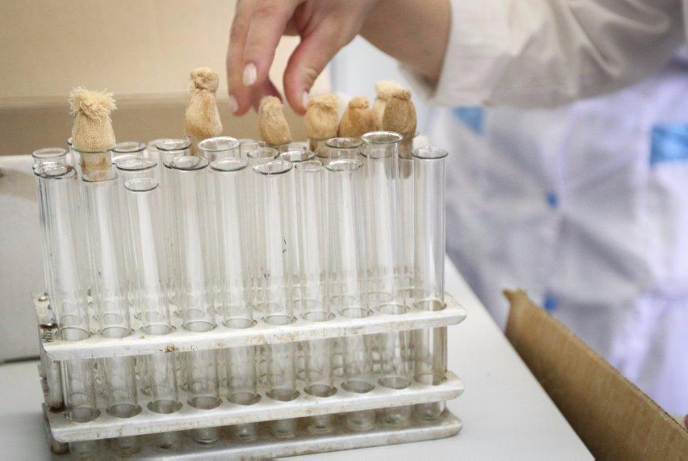 New generation probiotic developed