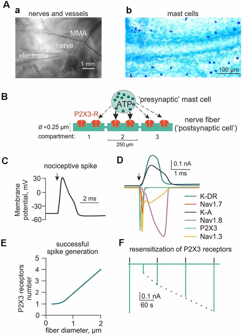 Научная статья от авторов из ИТИС о причинах мигрени вошла в топовый мировой сборник 'Выбор редакции по клеточной нейрофизиологии в 2021 году' Научная статья от авторов из ИТИС о причинах мигрени вошла в топовый мировой сборник 'Выбор редакции по клеточной нейрофизиологии в 2021 году'