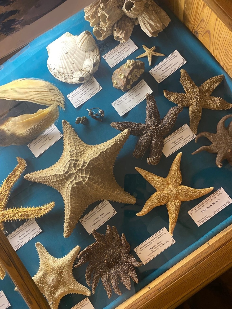 Поход в геологический музей КФУ Поход в геологический музей КФУ