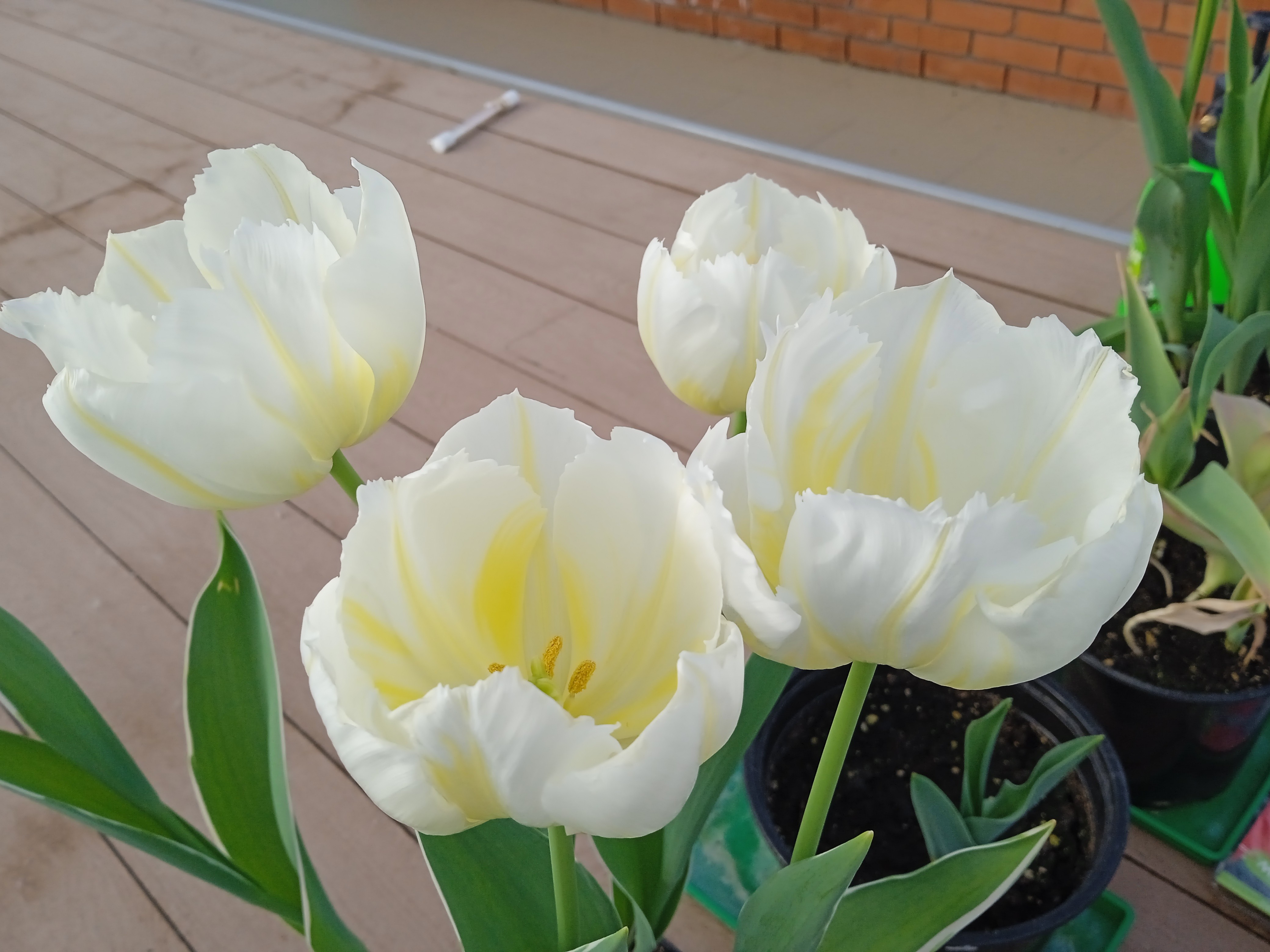 � ����� '���������������' ��������� ��������-����������������� ������ �� ������������� ������� ���������