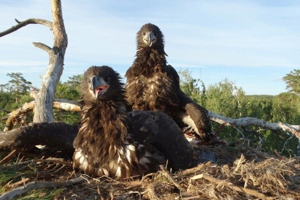 Green Energy: how to save the eagles of Tatarstan