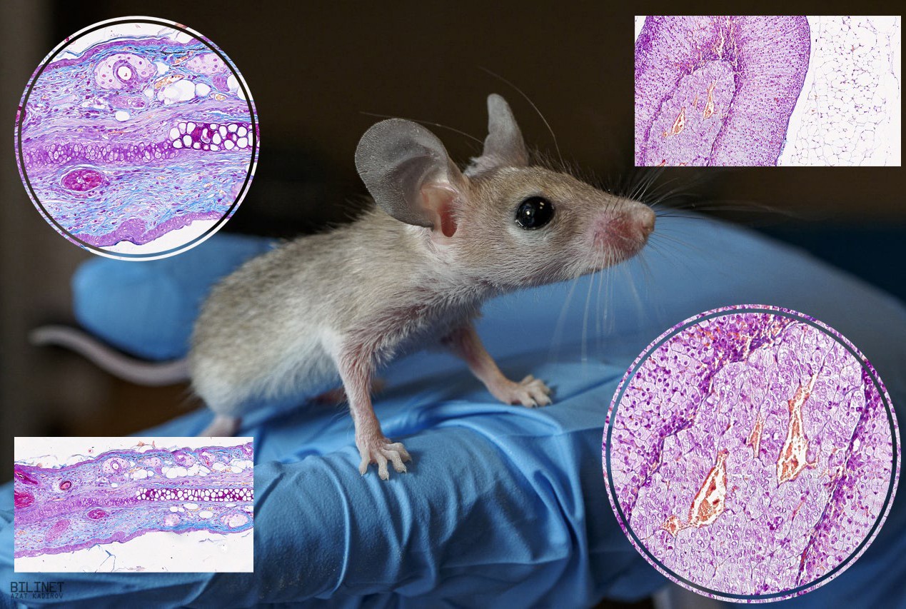 �����-����������� '����������� ��������� � �������������� �������������'