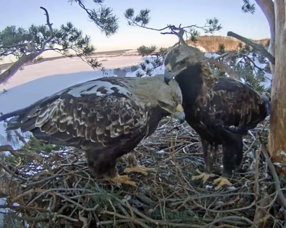 Livestream launched from eagle's nest by KFU ornithologist Rinur Bekmansurov ,EI, eagle, ornithology