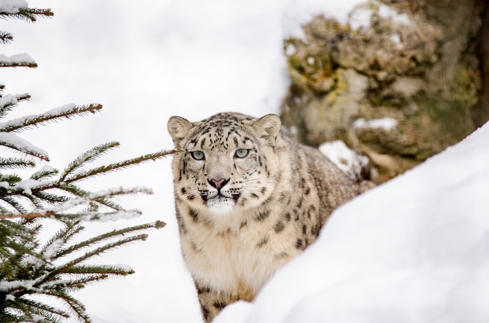 Kazan University to provide gene technology medications for snow leopards ,Gene and Cell Technologies Lab, IFMB, snow leopard