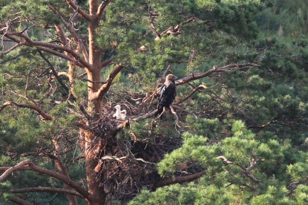 Ученые Елабужского института КФУ проводят мониторинг гнездования редкого вида птиц на территории Татарстана Ученые Елабужского института КФУ проводят мониторинг гнездования редкого вида птиц на территории Татарстана
