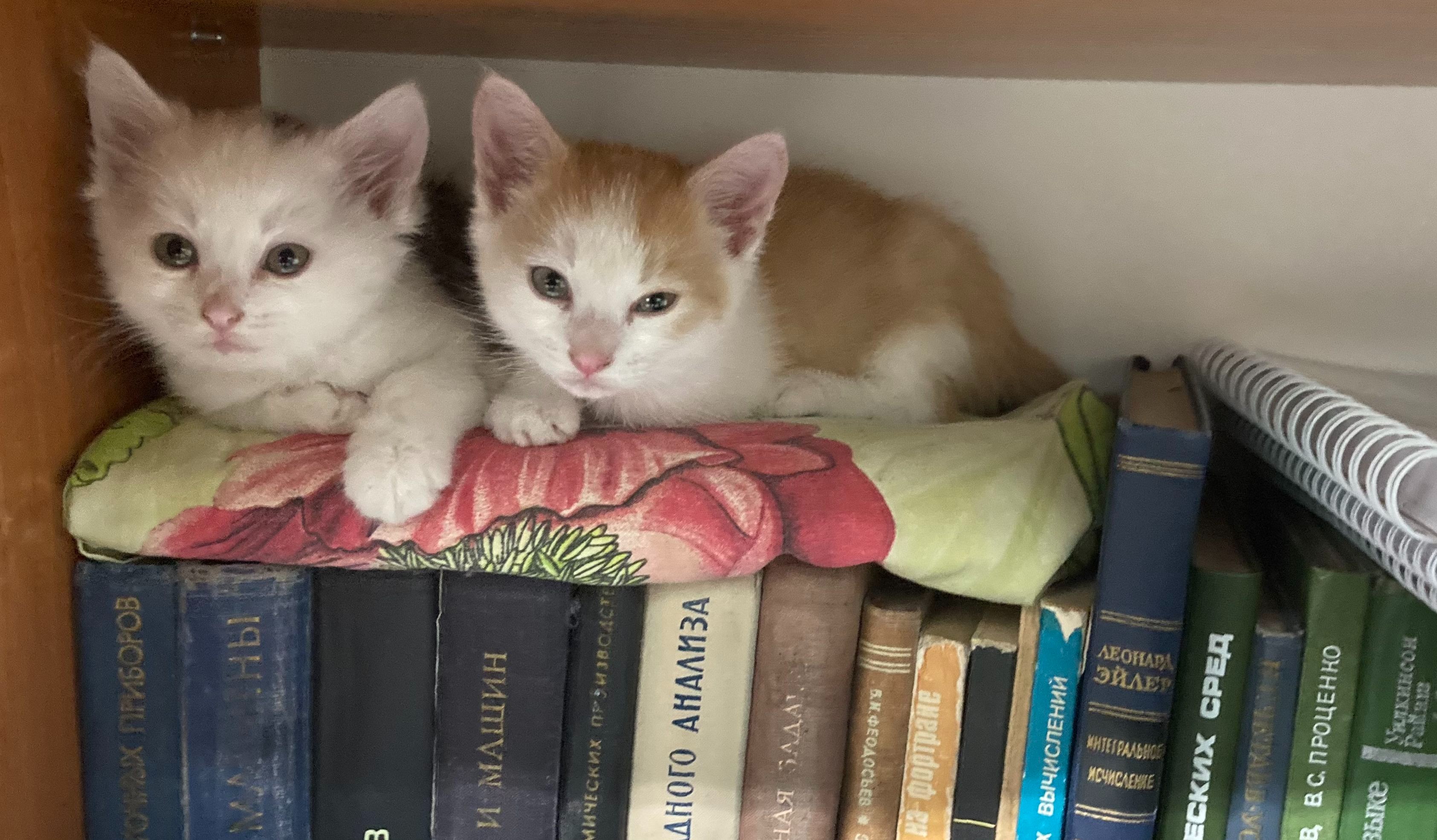 ������ ���� � ���� �������