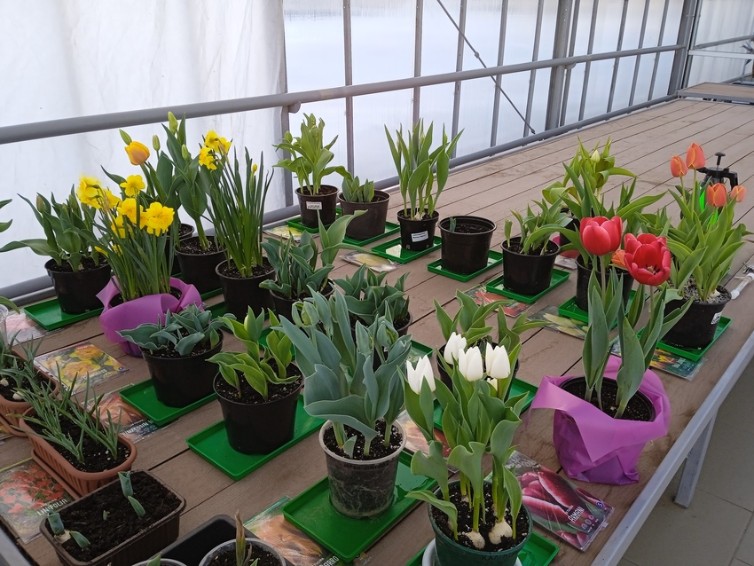 Ботанический эксперимент в 'Университетской' школе завершился Ботанический эксперимент в 'Университетской' школе завершился