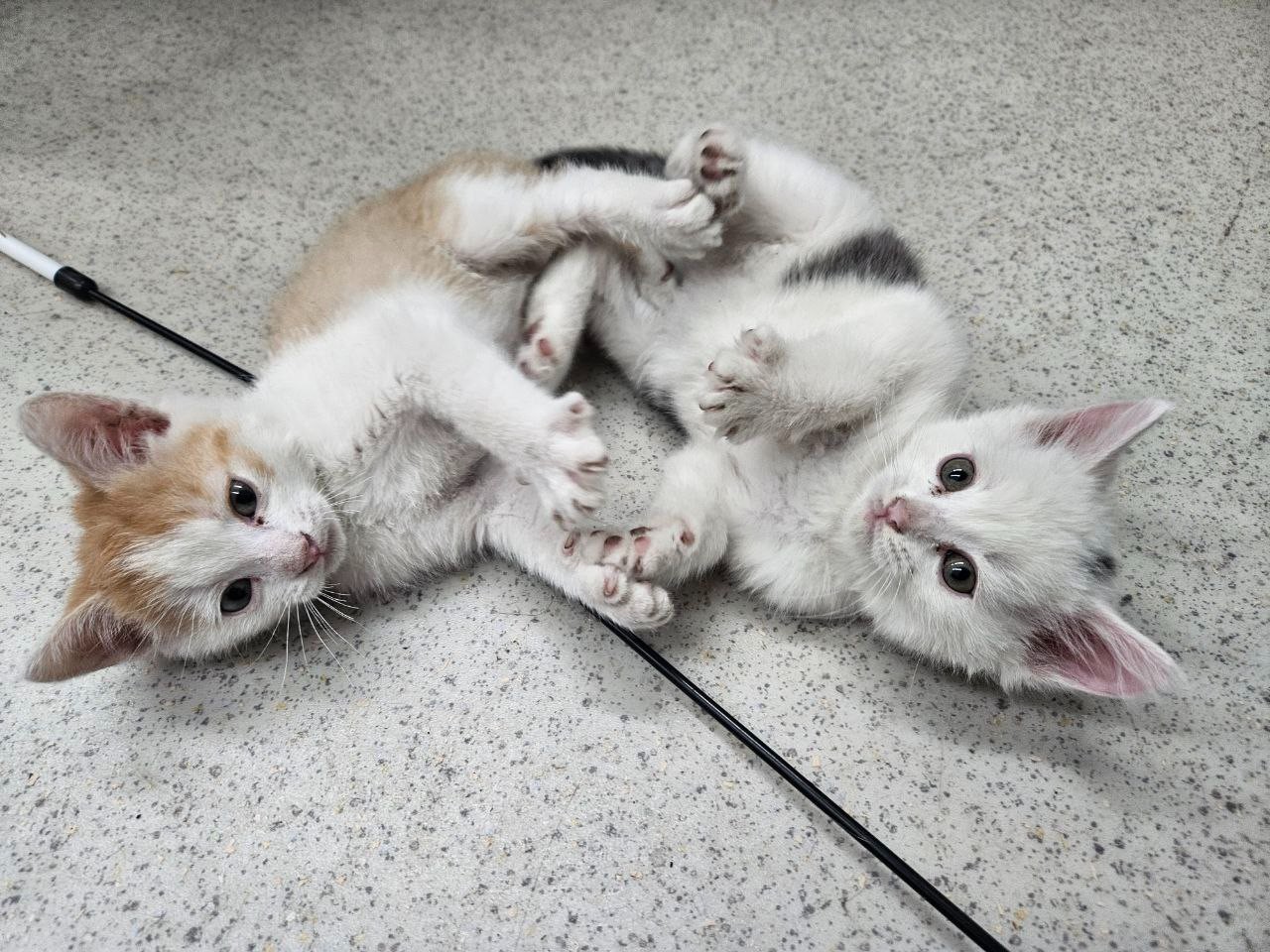 ������ ���� � ���� �������