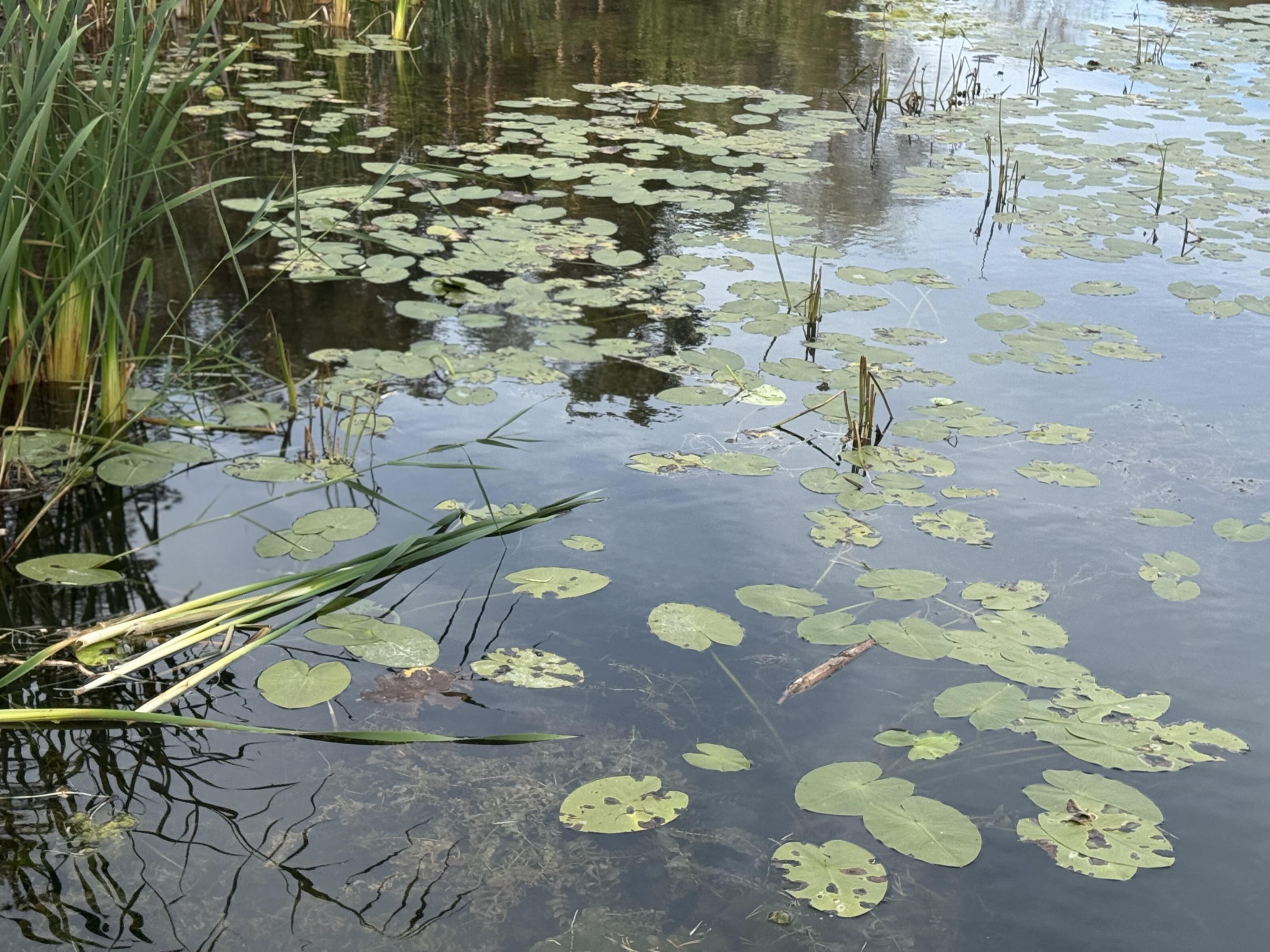 '��� � ��������� ����'?..