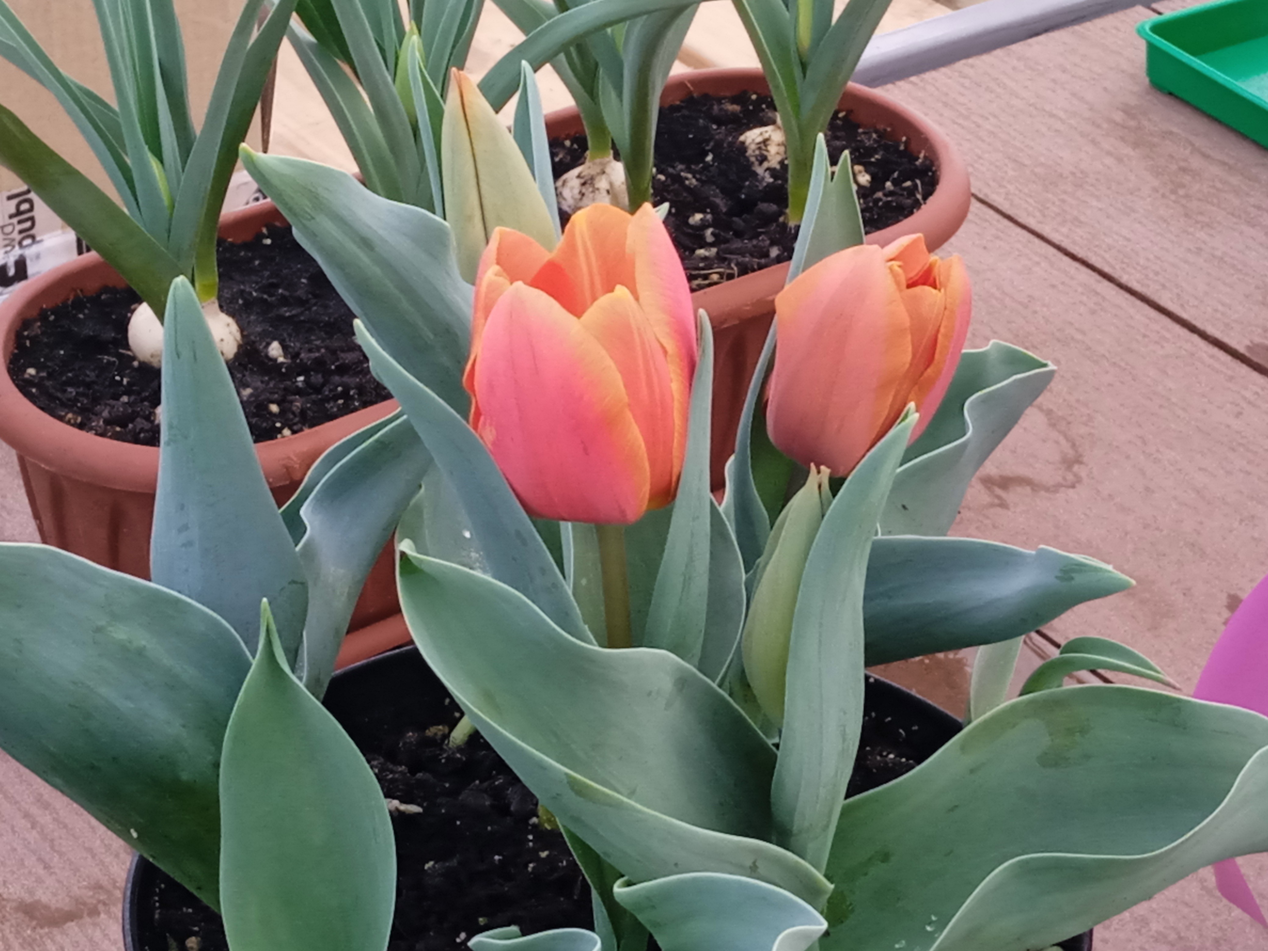 В школе 'Университетская' выполнена проектно-исследовательская работа по ранневесенней выгонке тюльпанов В школе 'Университетская' выполнена проектно-исследовательская работа по ранневесенней выгонке тюльпанов