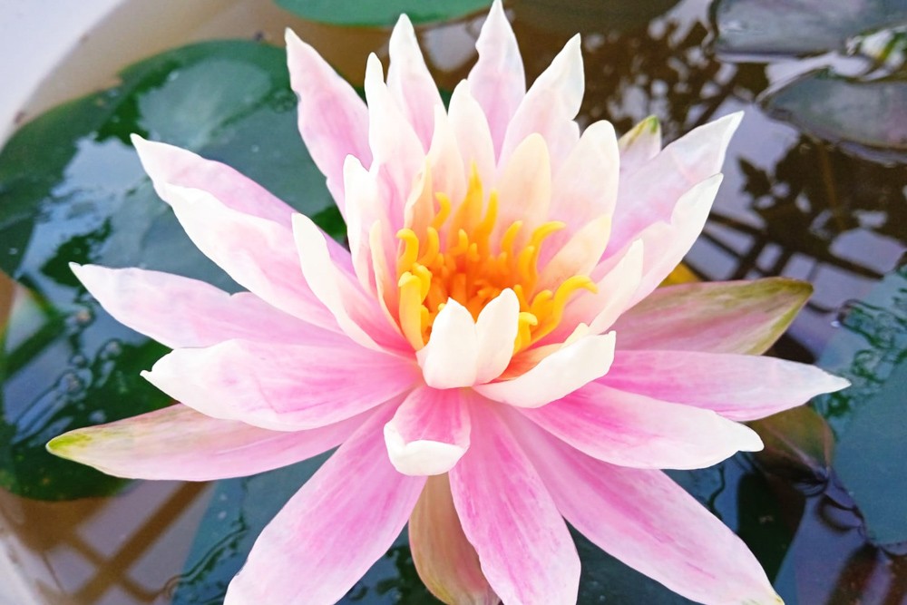 Нимфея Нимфея