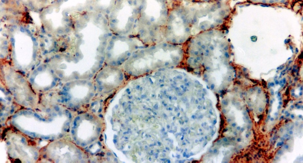 The center of biomedical microscopy