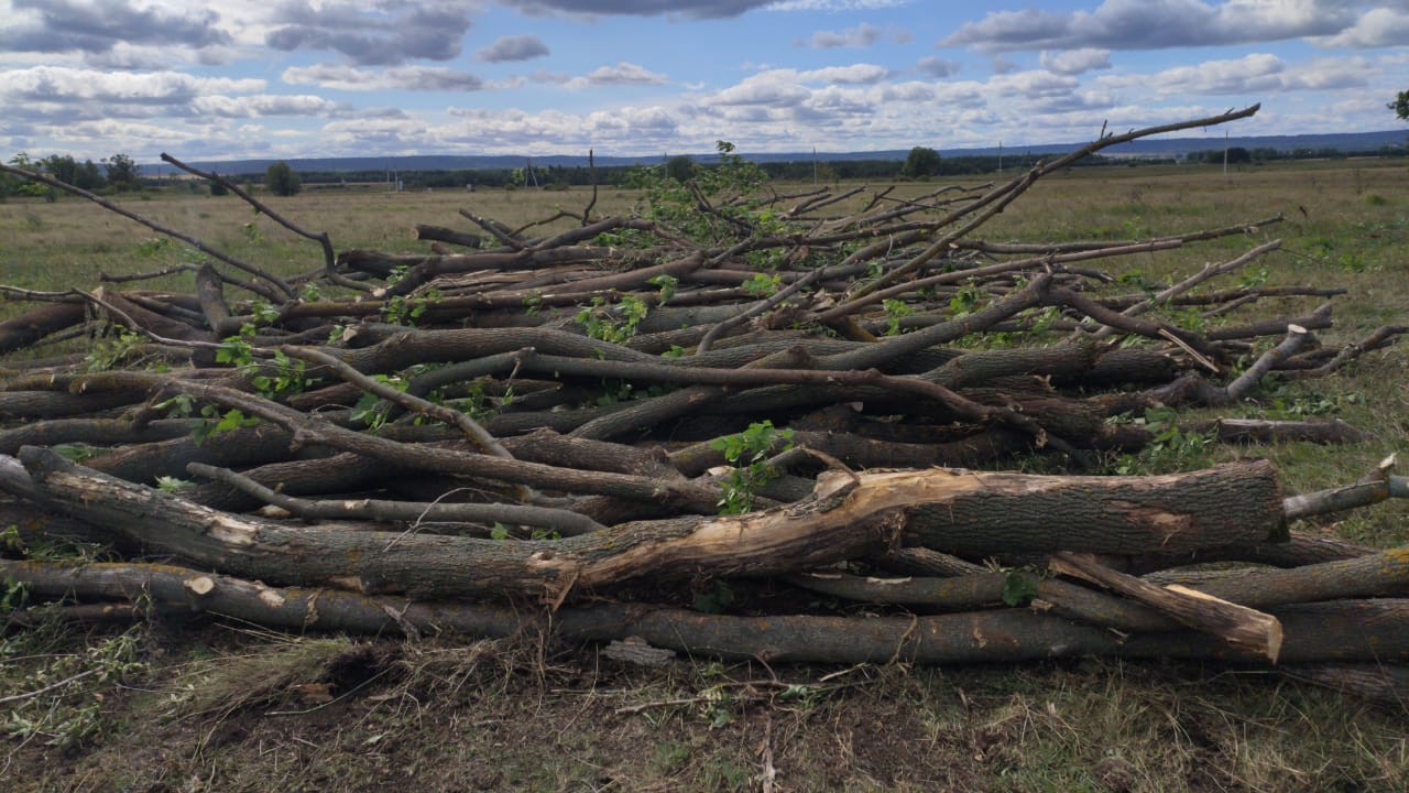 Researchers look for ways to battle box elder