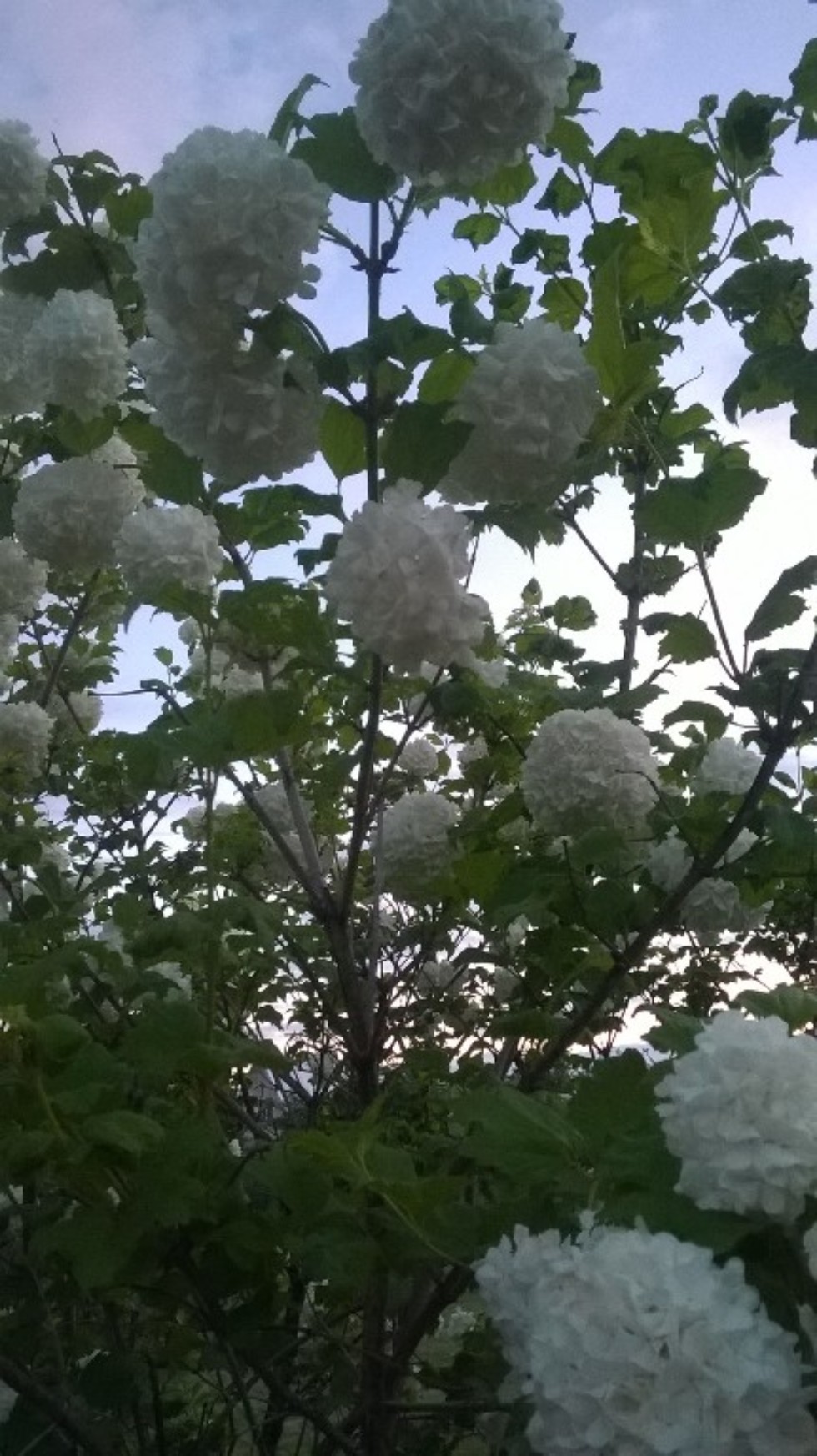 ����� ���������: 