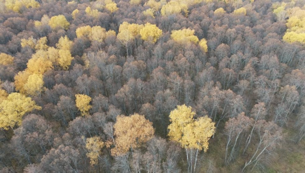 �������� ����������� ����