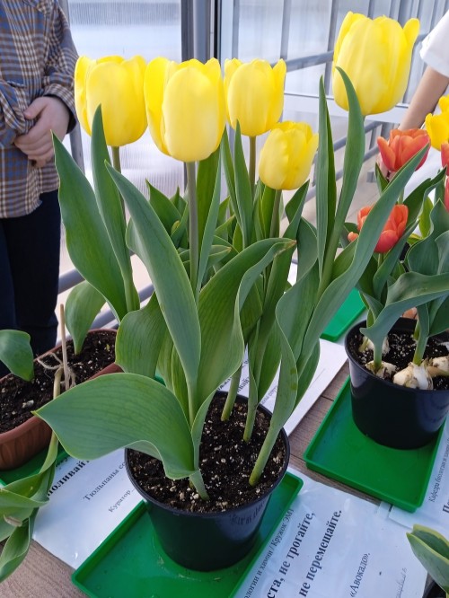 Тюльпаны, выращенные своими руками ,Елабужский институт КФУ