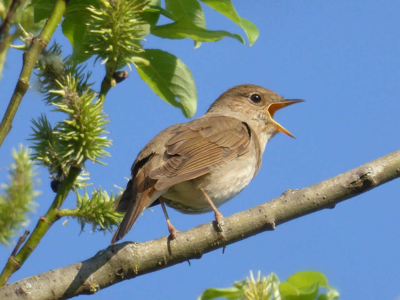 Local community to assist Kazan University in nightingale census ,zoology, nightingale, census, environment