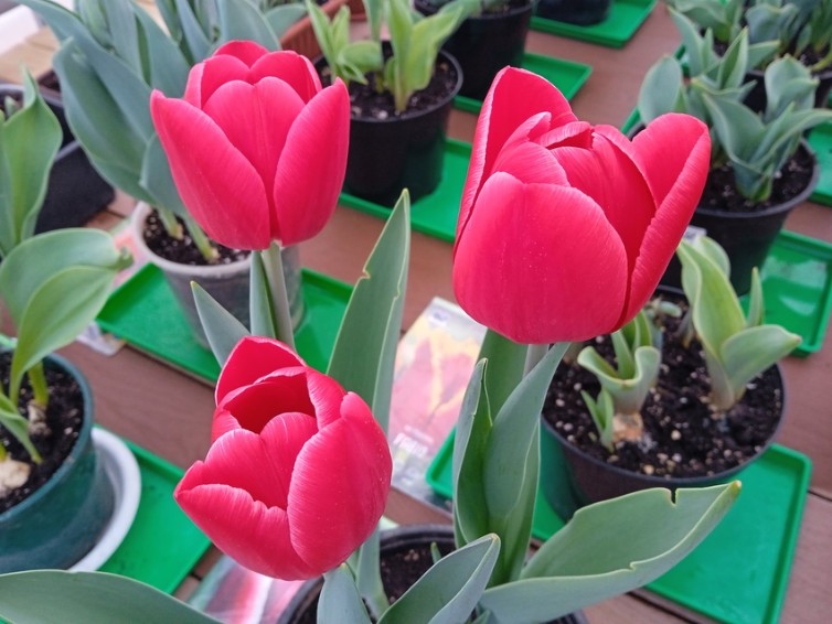 ������������ ����������� � '���������������' ����� ����������