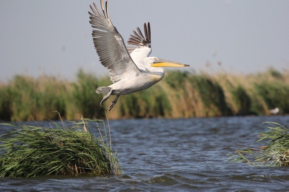 ��������� ����������� ��������� ��� �������� �� ���������� � ��������