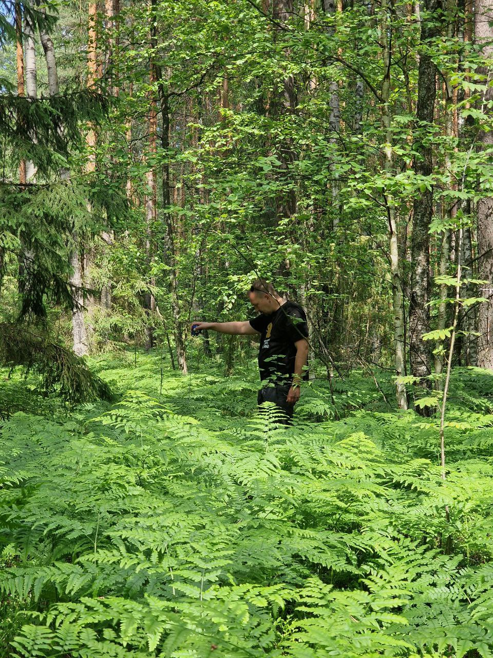Оценка запасов углерода в травянистом ярусе хвойных лесов Оценка запасов углерода в травянистом ярусе хвойных лесов