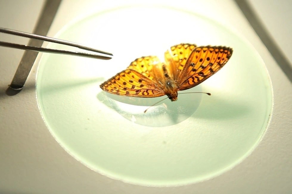 Sports and recreation camp 'Burevestnik' Sports and recreation camp 'Burevestnik'