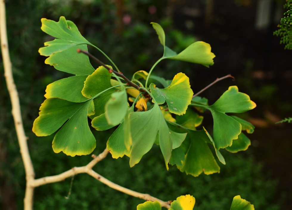 ���������� ��������