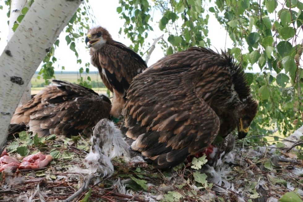 ������ ��� ������� ��������� �����