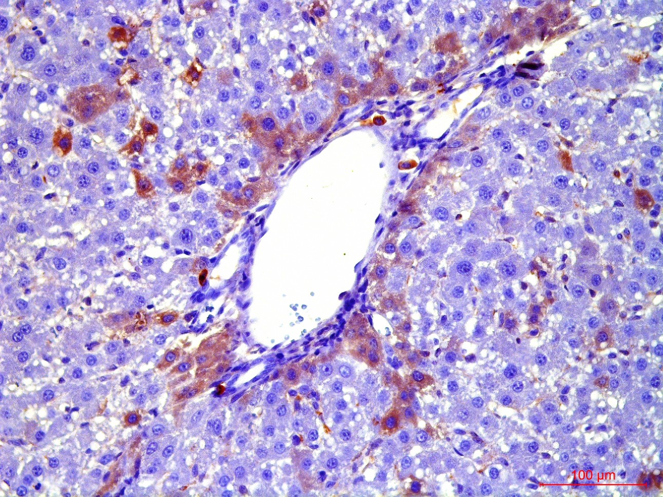 The center of biomedical microscopy