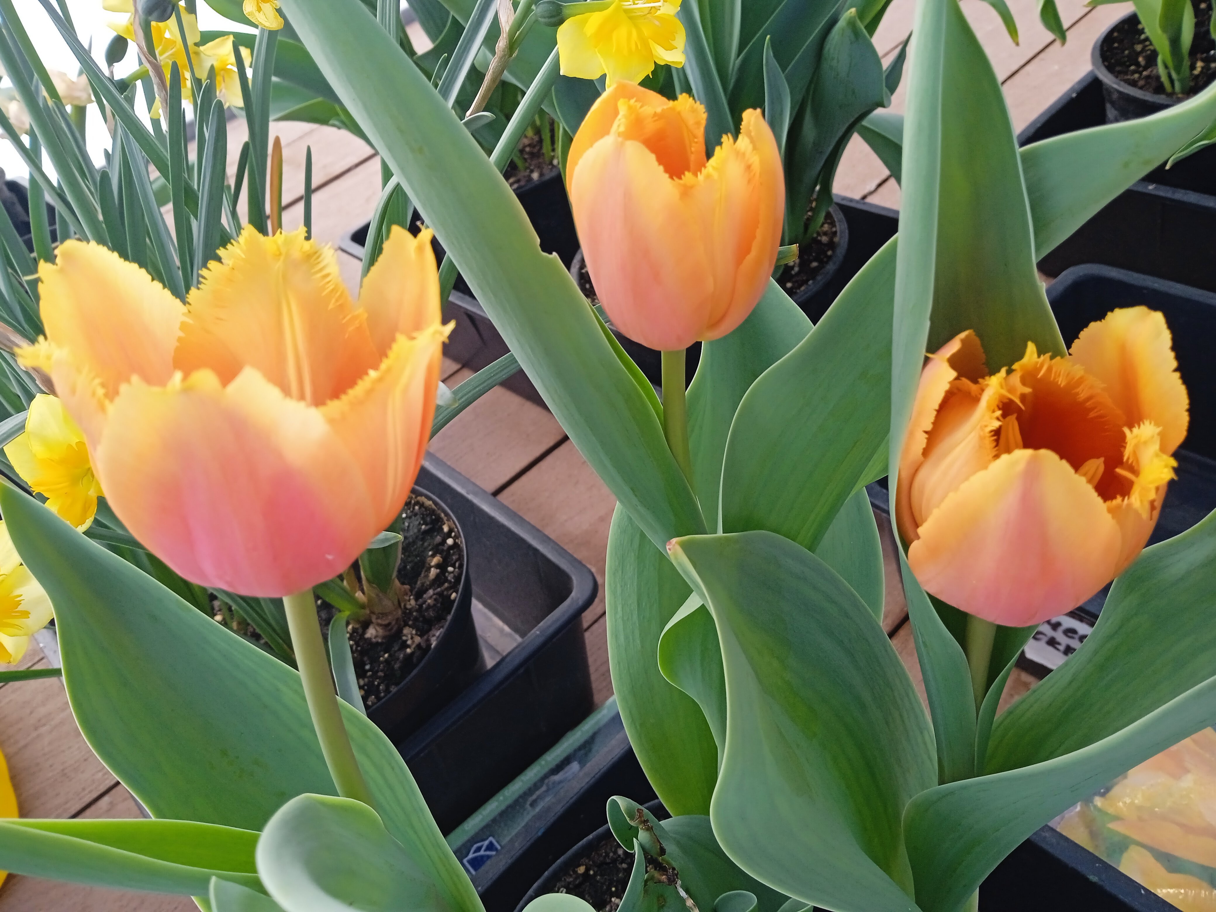 В школе 'Университетская' выполнена проектно-исследовательская работа по ранневесенней выгонке тюльпанов В школе 'Университетская' выполнена проектно-исследовательская работа по ранневесенней выгонке тюльпанов