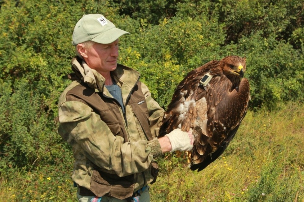 Ornithologist Rinur Bekmansurov talks about saving eastern imperial eagles ,EI, eastern imperial eagle, ornithology